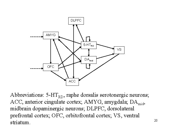 DLPFC AMYG 5 -HTRD VS DAmid OFC ACC Abbreviations: 5 -HTRD, raphe dorsalis serotonergic