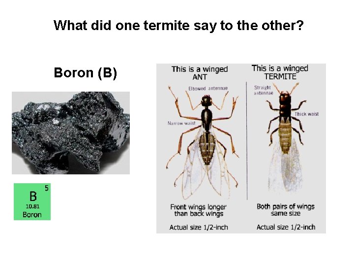 What did one termite say to the other? Boron (B) What did one termite say to the other? Boron (B)