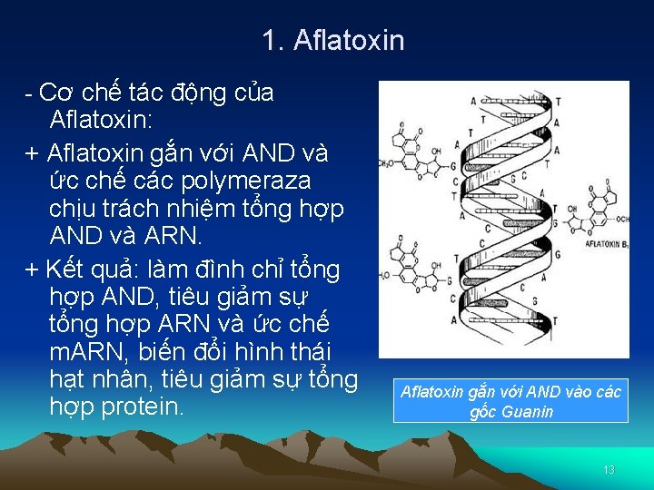 1. Aflatoxin - Cơ chế tác động của Aflatoxin: + Aflatoxin gắn với AND