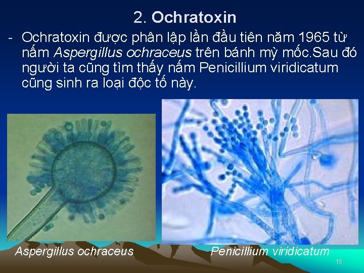 2. Ochratoxin - Ochratoxin được phân lập lần đầu tiên năm 1965 từ nấm