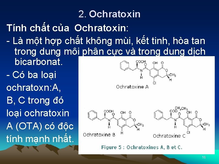 2. Ochratoxin Tính chất của Ochratoxin: - Là một hợp chất không mùi, kết