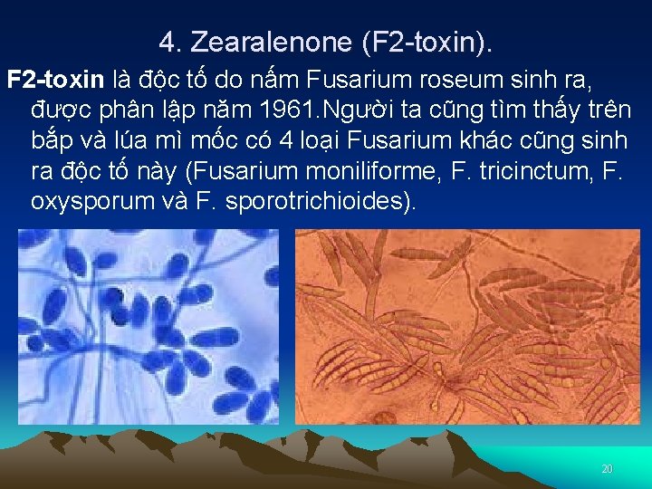 4. Zearalenone (F 2 -toxin). F 2 -toxin là độc tố do nấm Fusarium