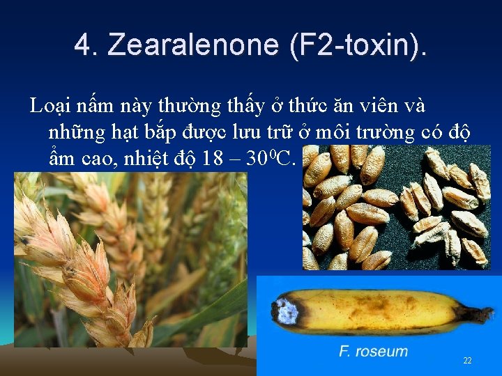 4. Zearalenone (F 2 -toxin). Loại nấm này thường thấy ở thức ăn viên