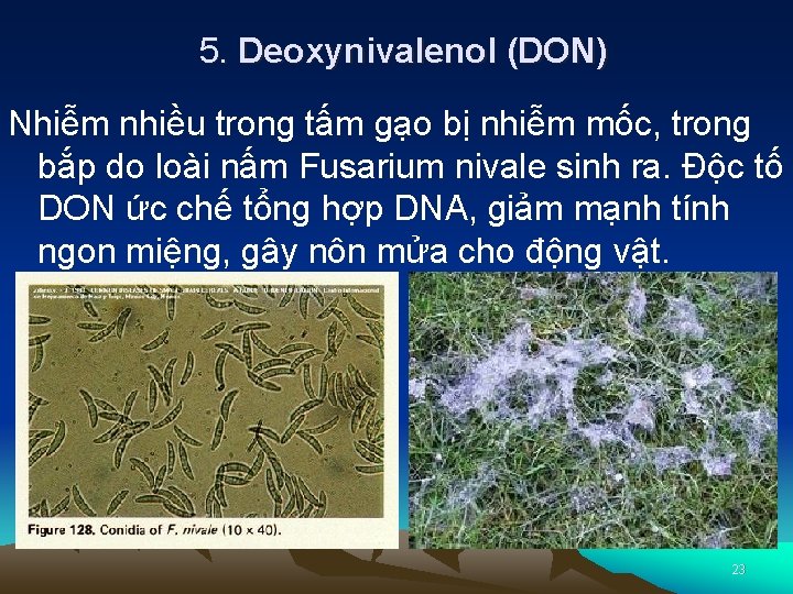5. Deoxynivalenol (DON) Nhiễm nhiều trong tấm gạo bị nhiễm mốc, trong bắp do