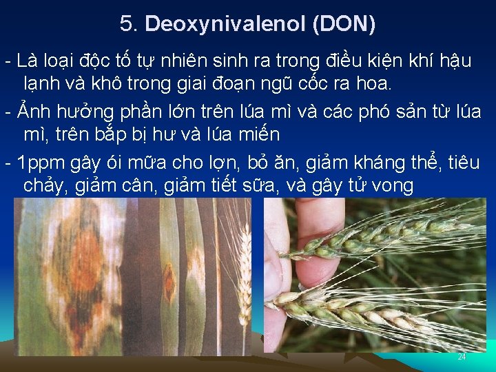 5. Deoxynivalenol (DON) - Là loại độc tố tự nhiên sinh ra trong điều