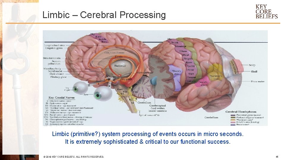 Limbic – Cerebral Processing Limbic (primitive? ) system processing of events occurs in micro