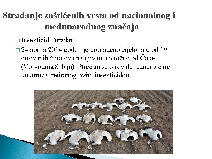 Stradanje zaštićenih vrsta od nacionalnog i međunarodnog značaja � Insekticid Furadan � 24. aprila