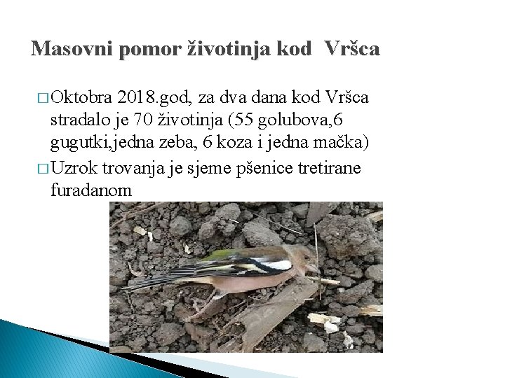 Masovni pomor životinja kod Vršca � Oktobra 2018. god, za dva dana kod Vršca