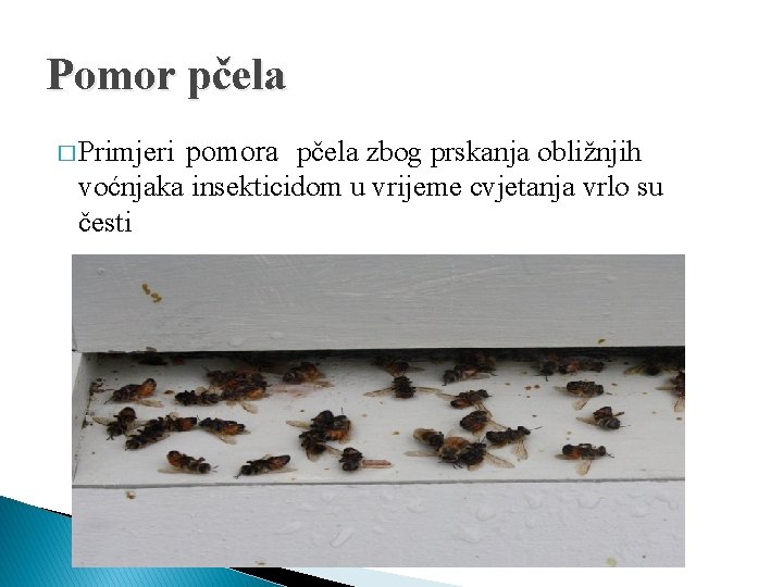 Pomor pčela pomora pčela zbog prskanja obližnjih voćnjaka insekticidom u vrijeme cvjetanja vrlo su