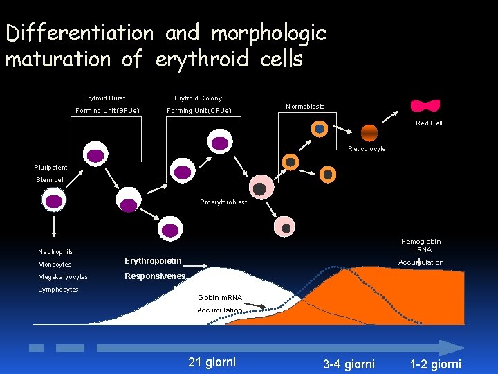 Differentiation and morphologic maturation of erythroid cells Erytroid Burst Erytroid Colony Forming Unit (BFUe)