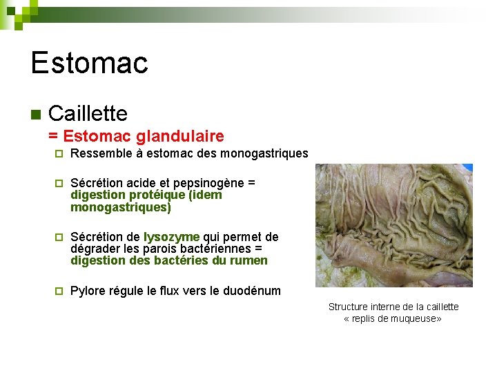 Estomac n Caillette = Estomac glandulaire ¨ Ressemble à estomac des monogastriques ¨ Sécrétion