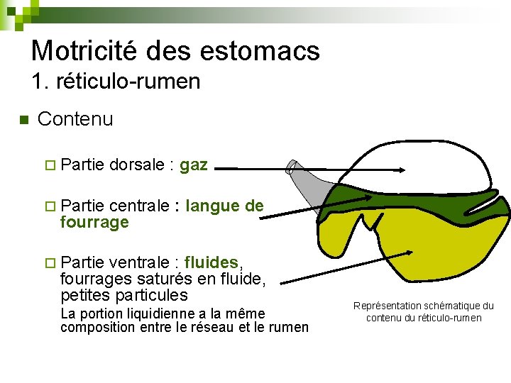 Motricité des estomacs 1. réticulo-rumen n Contenu ¨ Partie dorsale : gaz ¨ Partie