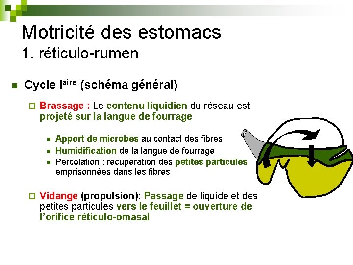 Motricité des estomacs 1. réticulo-rumen n Cycle Iaire (schéma général) ¨ Brassage : Le