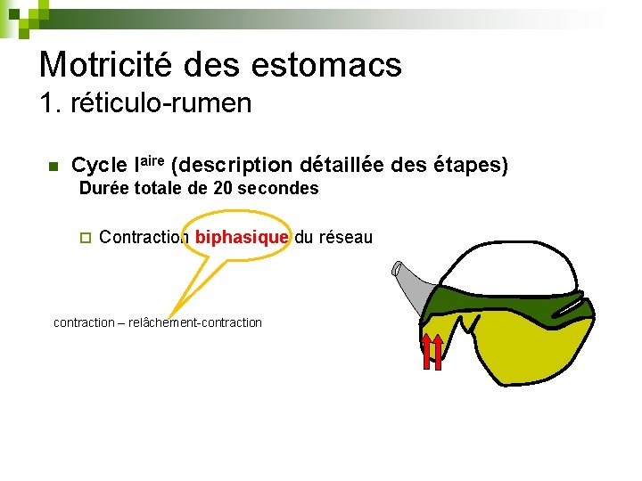 Motricité des estomacs 1. réticulo-rumen n Cycle Iaire (description détaillée des étapes) Durée totale