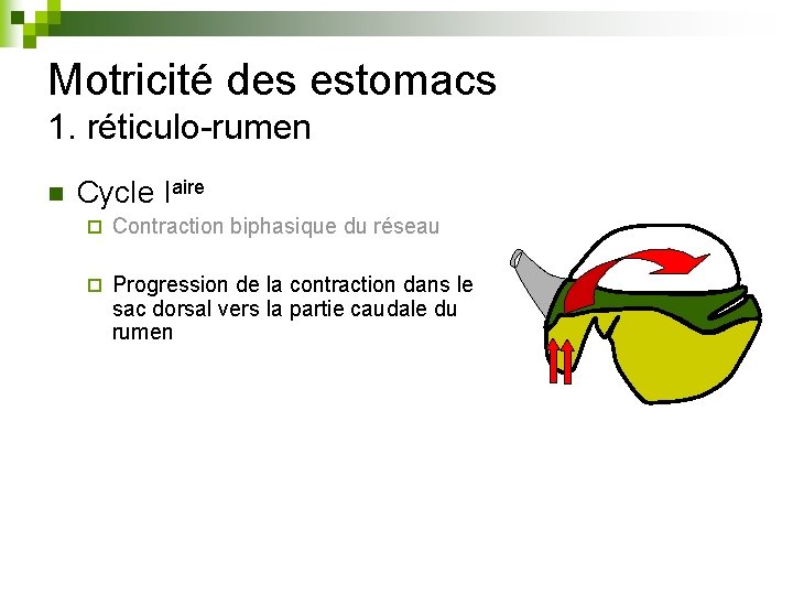 Motricité des estomacs 1. réticulo-rumen n Cycle Iaire ¨ Contraction biphasique du réseau ¨