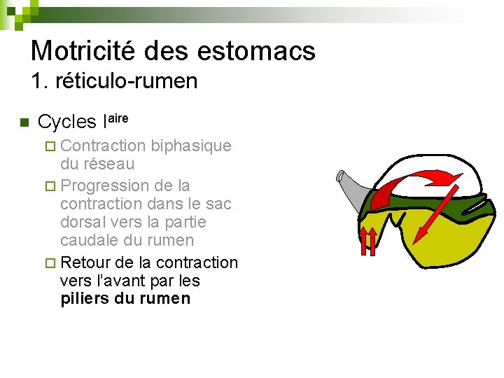 Motricité des estomacs 1. réticulo-rumen n Cycles Iaire ¨ Contraction biphasique du réseau ¨