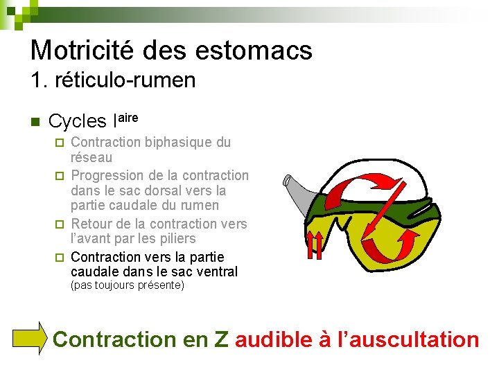 Motricité des estomacs 1. réticulo-rumen n Cycles Iaire Contraction biphasique du réseau ¨ Progression