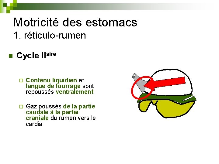 Motricité des estomacs 1. réticulo-rumen n Cycle IIaire ¨ Contenu liquidien et langue de