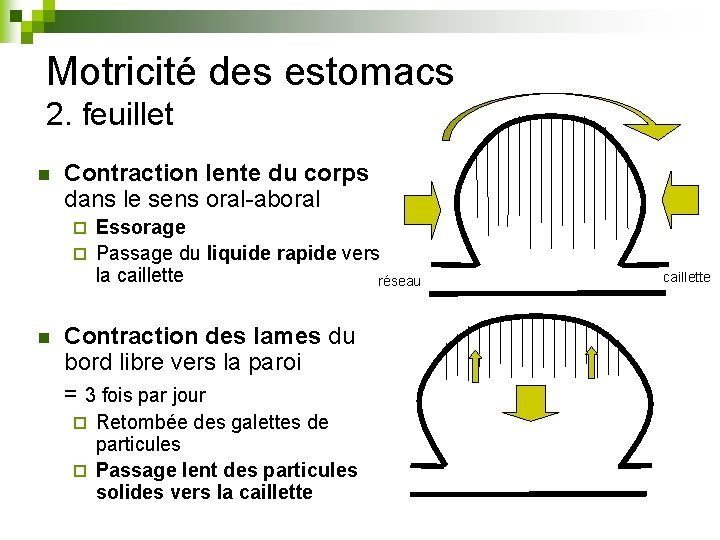 Motricité des estomacs 2. feuillet n Contraction lente du corps dans le sens oral-aboral