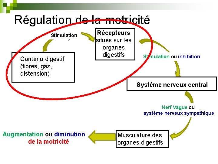 Régulation de la motricité v Stimulation Contenu digestif (fibres, gaz, distension) Récepteurs situés sur