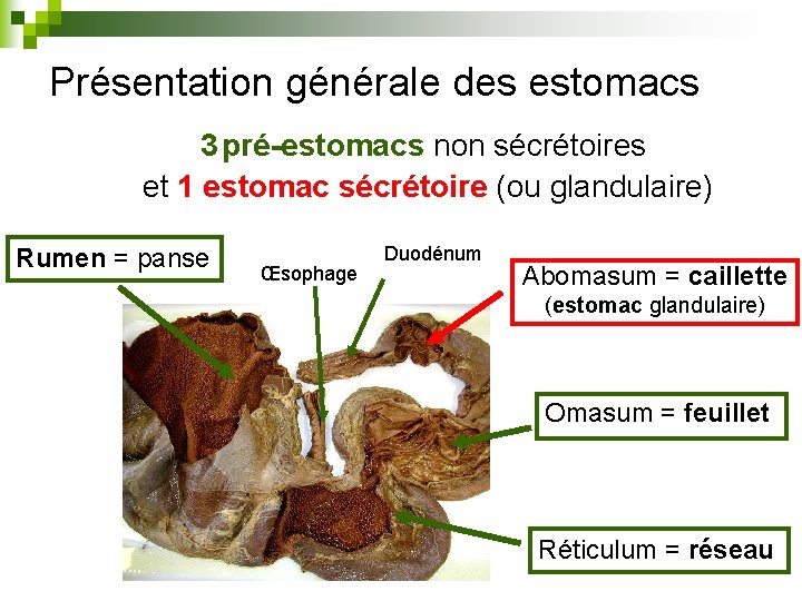 Présentation générale des estomacs 3 pré-estomacs non sécrétoires et 1 estomac sécrétoire (ou glandulaire)