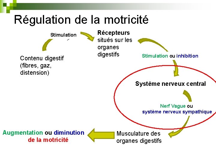 Régulation de la motricité v Stimulation Contenu digestif (fibres, gaz, distension) Récepteurs situés sur