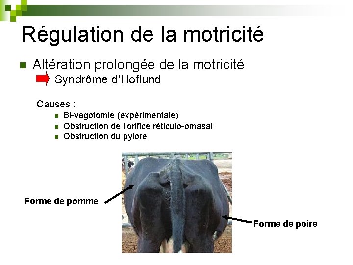 Régulation de la motricité n Altération prolongée de la motricité Syndrôme d’Hoflund Causes :