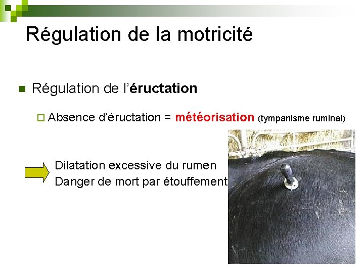 Régulation de la motricité n Régulation de l’éructation ¨ Absence d’éructation = météorisation (tympanisme