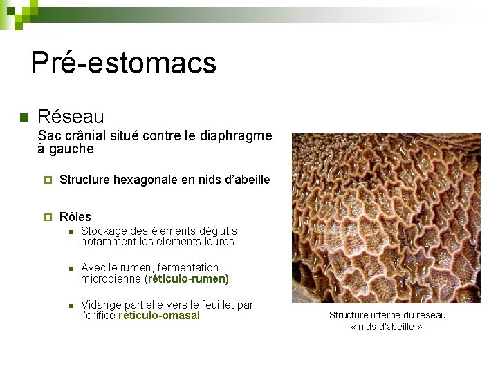 Pré-estomacs n Réseau Sac crânial situé contre le diaphragme à gauche ¨ Structure hexagonale