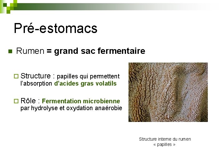 Pré-estomacs n Rumen = grand sac fermentaire ¨ Structure : papilles qui permettent l’absorption