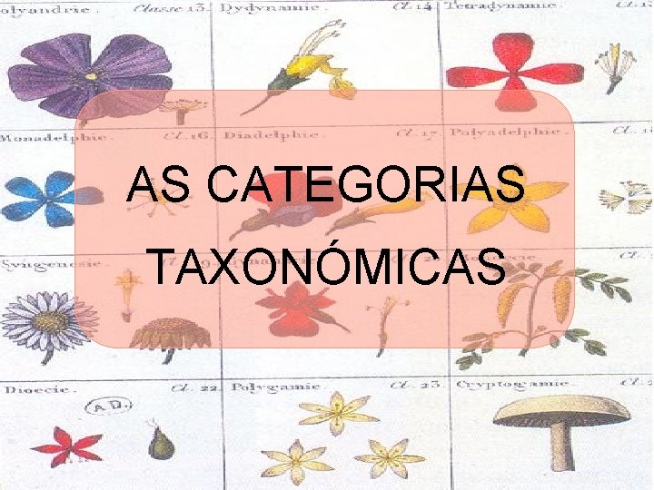 AS CATEGORIAS TAXONÓMICAS 