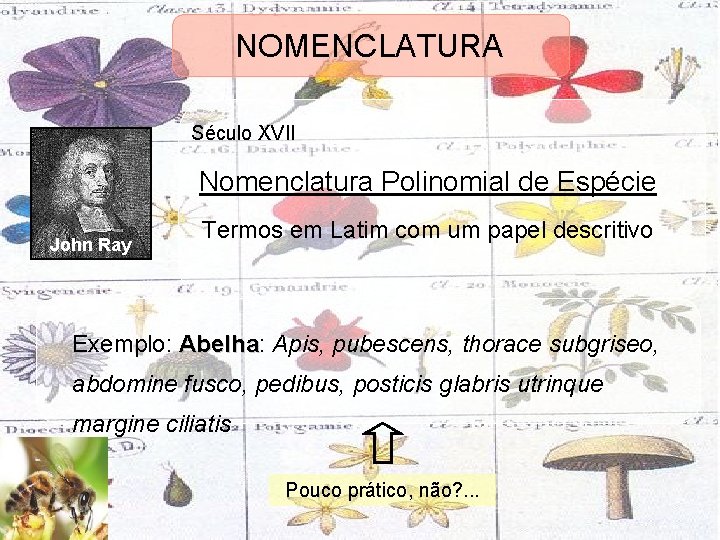 NOMENCLATURA Século XVII Nomenclatura Polinomial de Espécie John Ray Termos em Latim com um