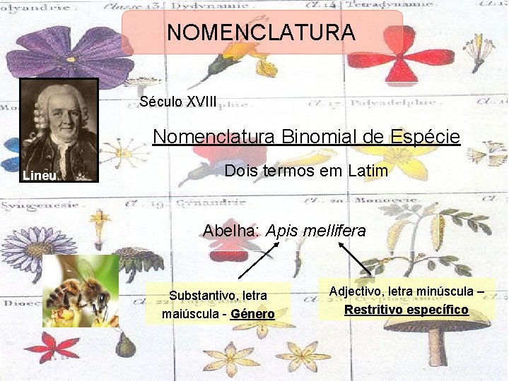 NOMENCLATURA Século XVIII Nomenclatura Binomial de Espécie Lineu Dois termos em Latim Abelha: Apis