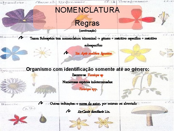NOMENCLATURA Regras (continuação) Taxon Subespécie tem nomenclatura trinominal -> género + restritivo específico +