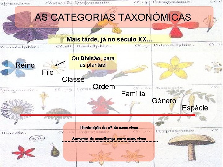 AS CATEGORIAS TAXONÓMICAS Mais tarde, já no século XX… Reino Filo Ou Divisão, para