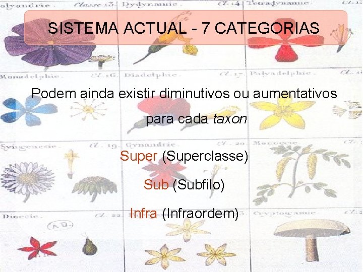 SISTEMA ACTUAL - 7 CATEGORIAS Podem ainda existir diminutivos ou aumentativos para cada taxon