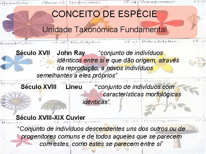 CONCEITO DE ESPÉCIE Unidade Taxonómica Fundamental Século XVII John Ray “conjunto de indivíduos idênticos