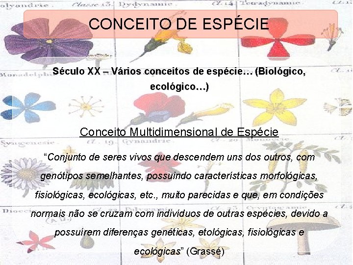 CONCEITO DE ESPÉCIE Século XX – Vários conceitos de espécie… (Biológico, ecológico…) Conceito Multidimensional