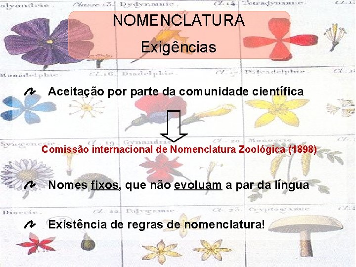 NOMENCLATURA Exigências Aceitação por parte da comunidade científica Comissão internacional de Nomenclatura Zoológica (1898)