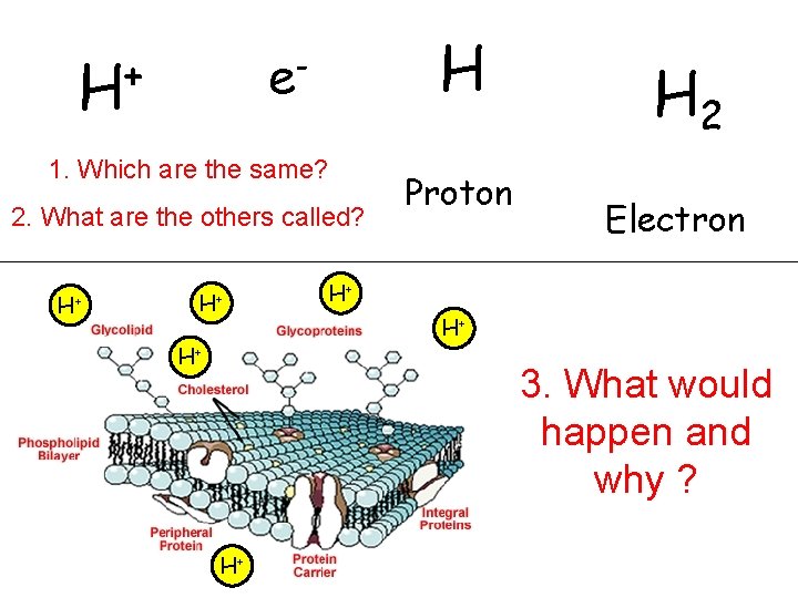 H e- + H 1. Which are the same? 2. What are the others