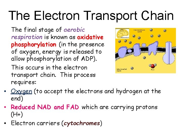 The Electron Transport Chain The final stage of aerobic respiration is known as oxidative