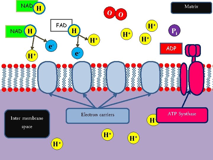 NAD H Matrix O O FAD H e. H+ H+ Pi ADP H+ H+