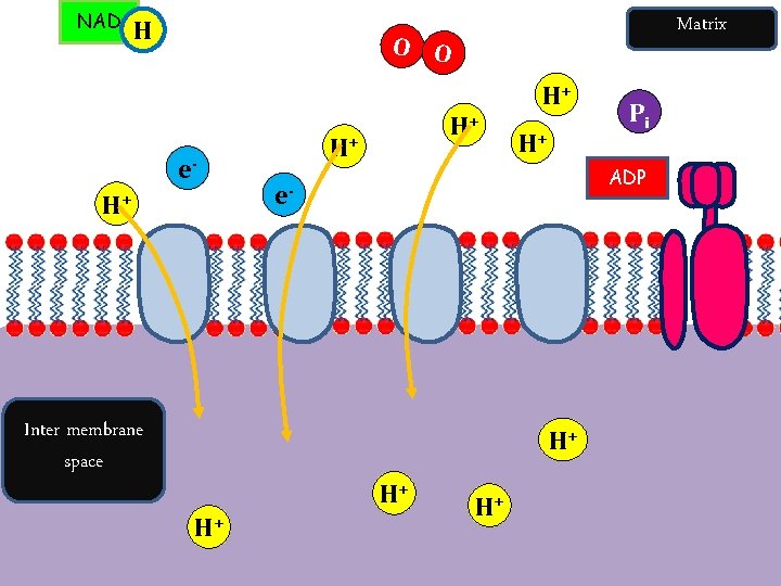 NAD H Matrix O O e. H+ Inter membrane space H+ H+ ADP e-