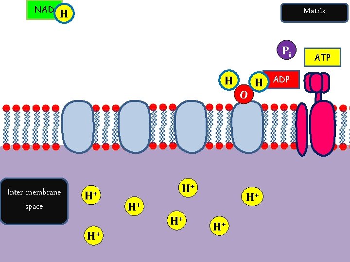 NAD Matrix H Pi H Inter membrane space H+ H+ H+ O H H+