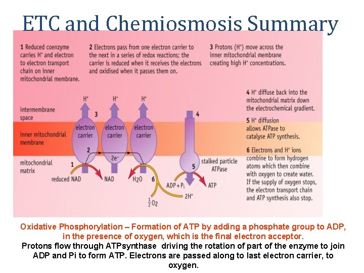 ETC and Chemiosmosis Summary Oxidative Phosphorylation – Formation of ATP by adding a phosphate