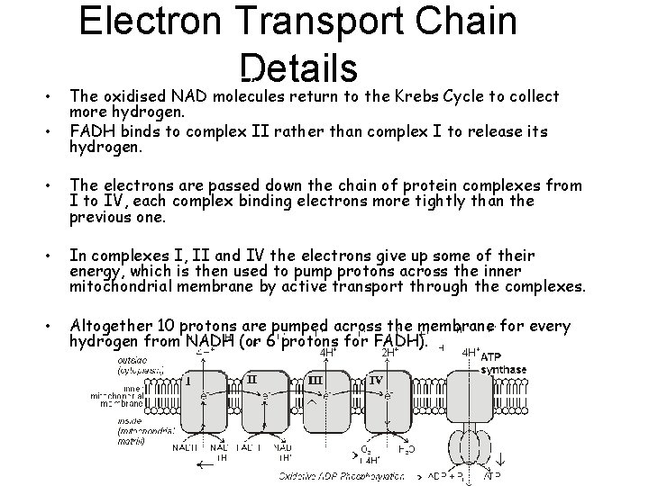 Electron Transport Chain tons (H+) and electrons (e-). Details • The oxidised NAD molecules