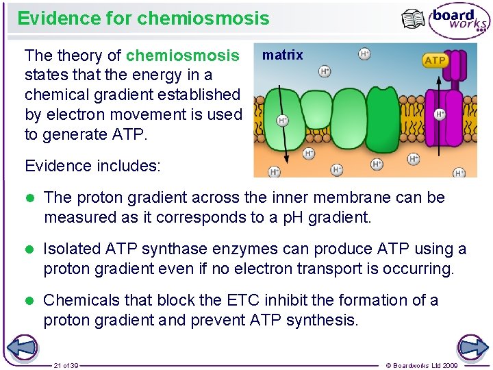 Evidence for chemiosmosis The theory of chemiosmosis matrix states that the energy in a