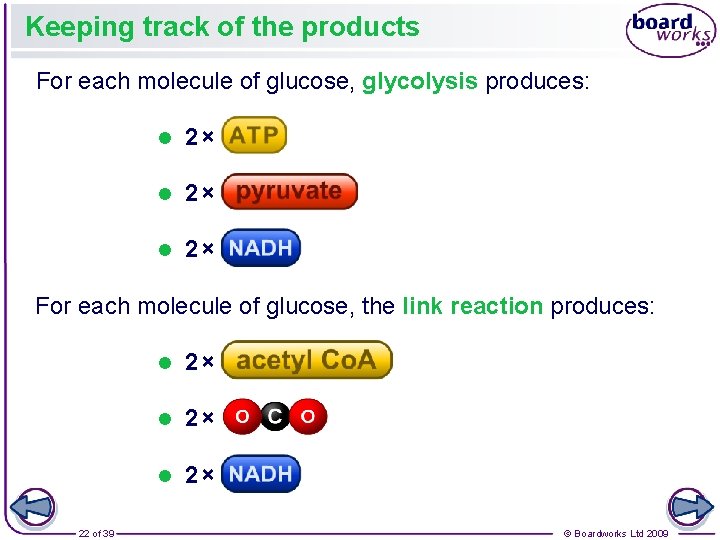 Keeping track of the products For each molecule of glucose, glycolysis produces: l 2×