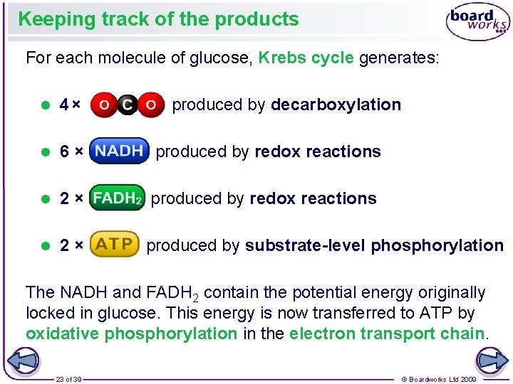 Keeping track of the products For each molecule of glucose, Krebs cycle generates: l