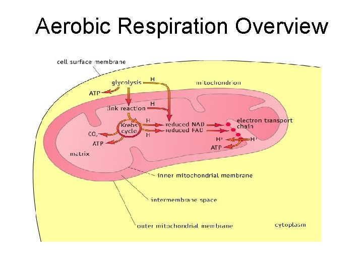 Aerobic Respiration Overview 